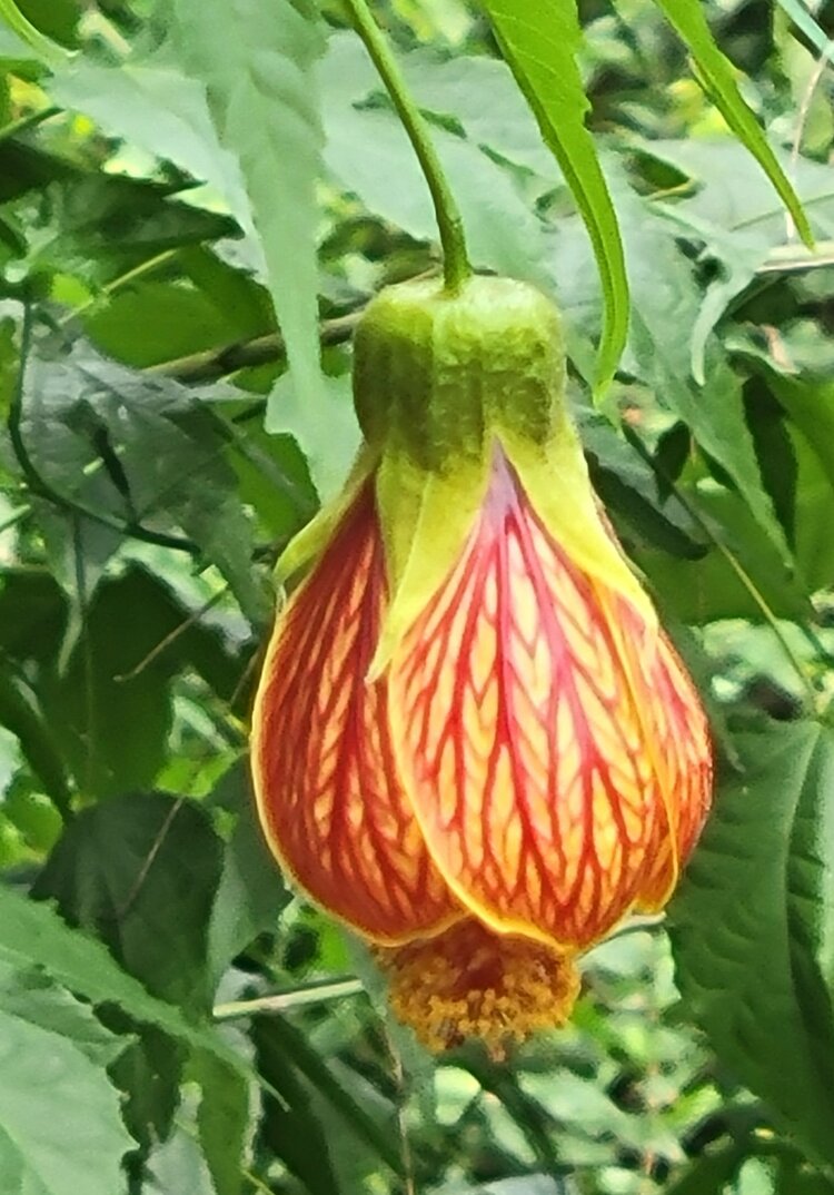 金铃花的花期是在5一10月,秋天是金铃花最繁茂的时候.