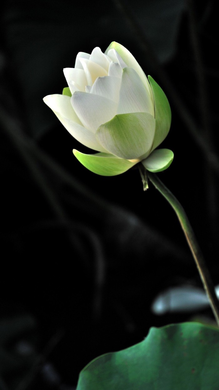 一朵白莲花图片 唯美图片