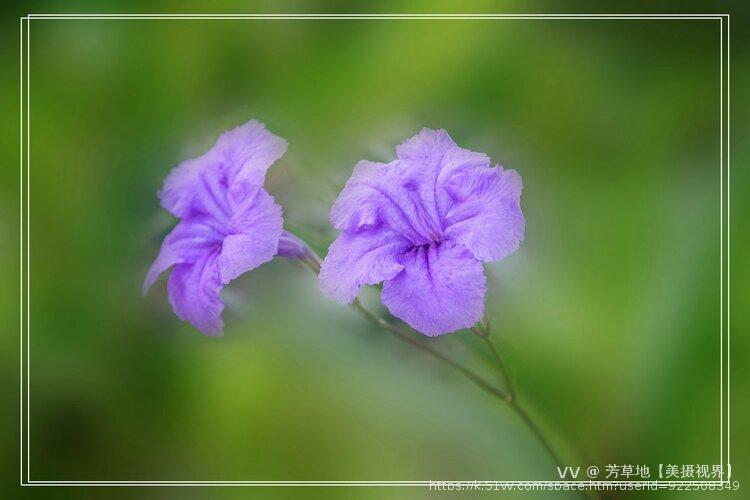 芳草地【美摄视界】