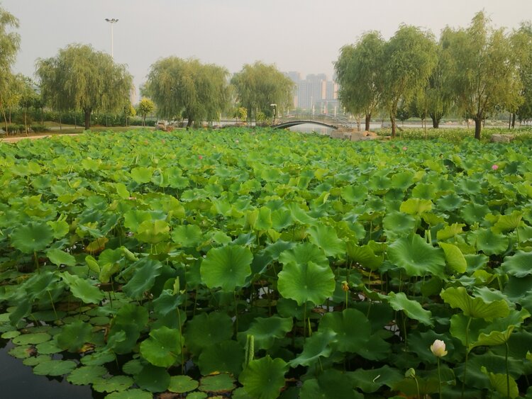 首发十里荷塘朦胧美