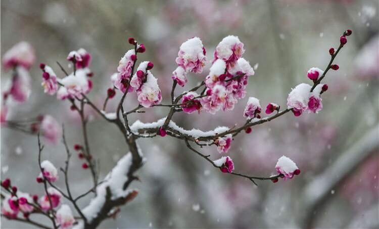 原创首发梅花雪