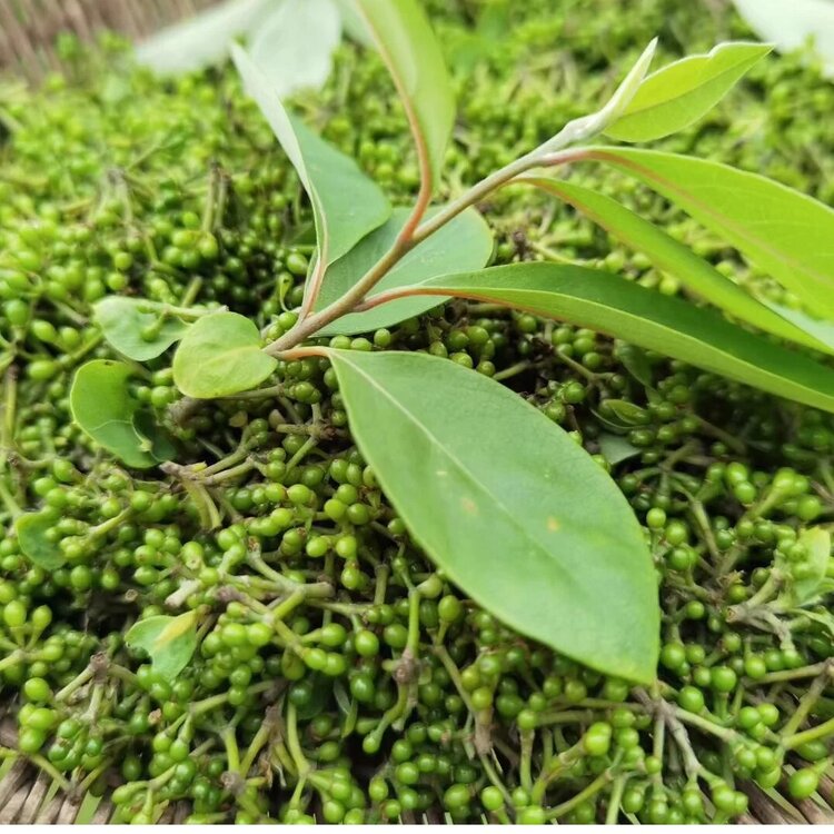 芯茹止水:山胡椒 - vv