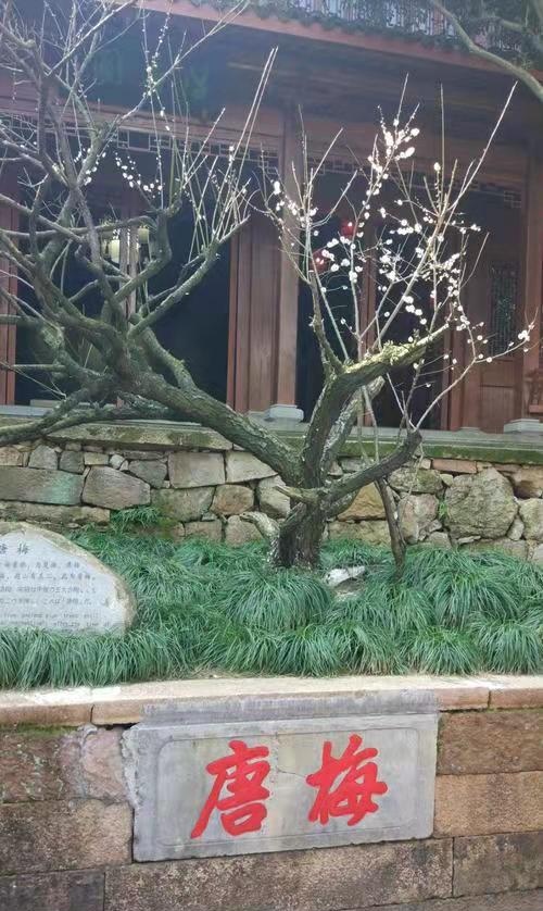杭州超山的那株唐梅究竟是哪个年代的