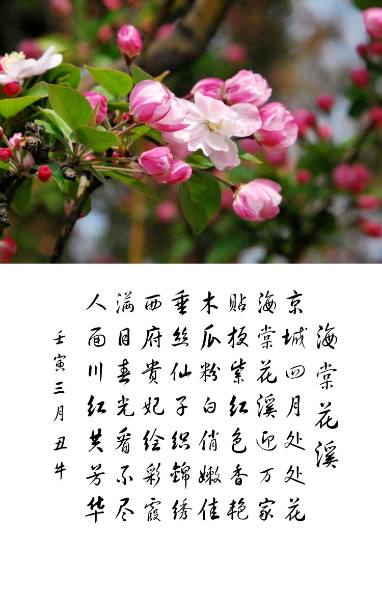 海棠花溪作者图片
