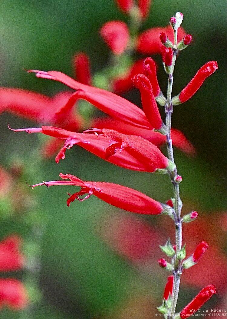 神圣的草药～红花鼠尾草