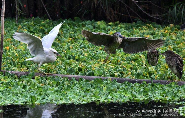 游侠拍客【美摄视界】