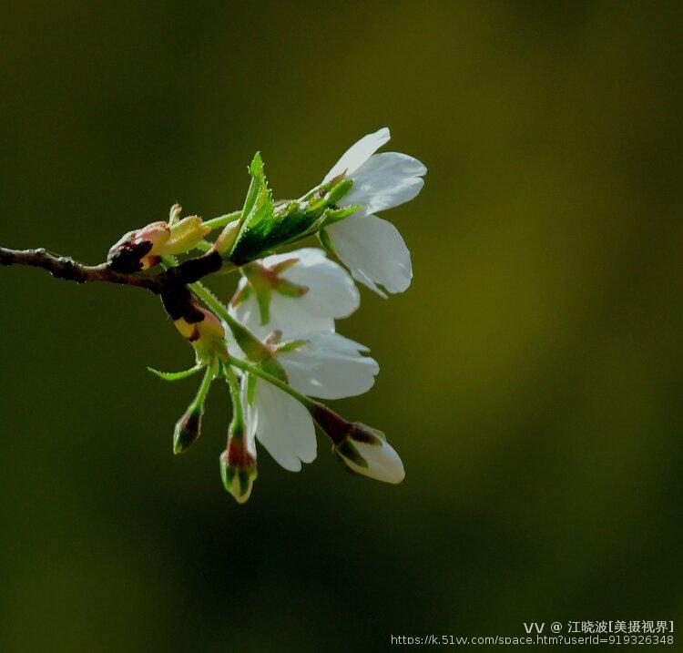 江晓波[美摄视界]