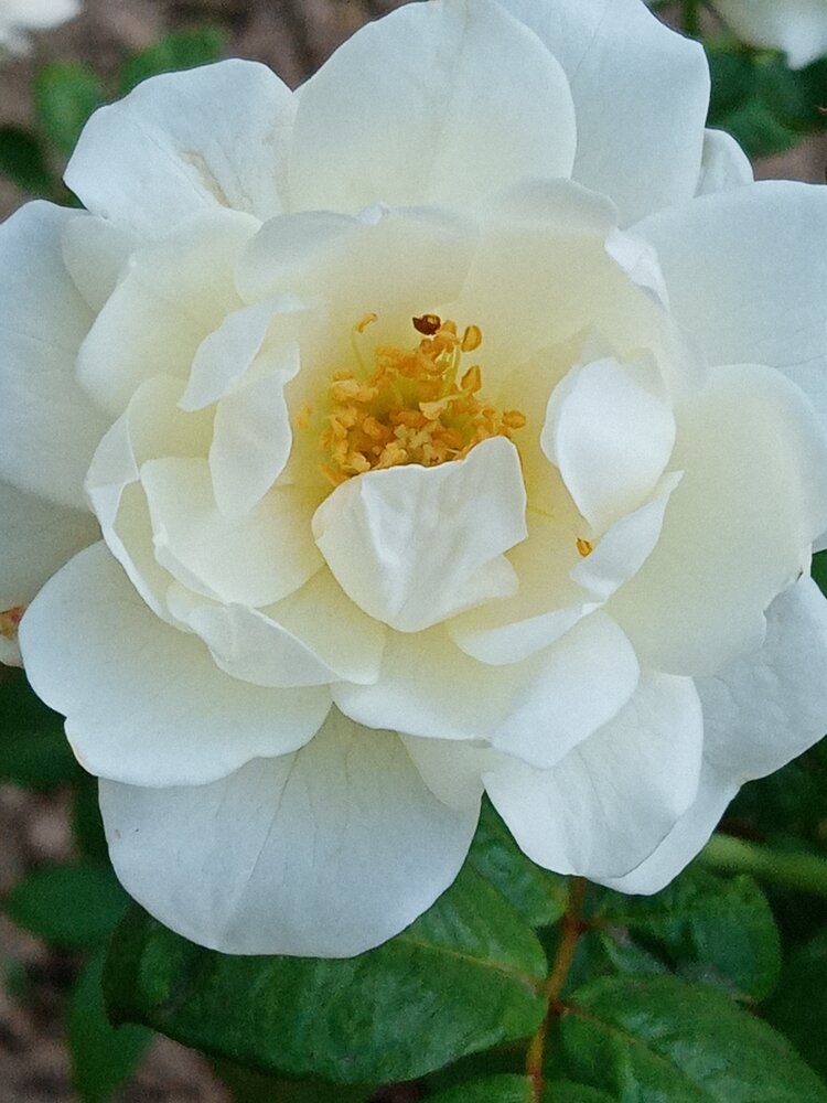 洁白如玉的白玉堂