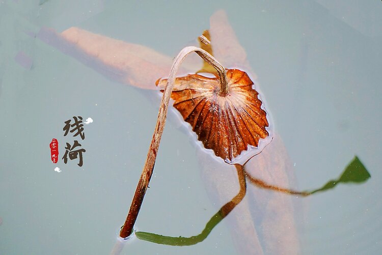 大海【文声汇影】