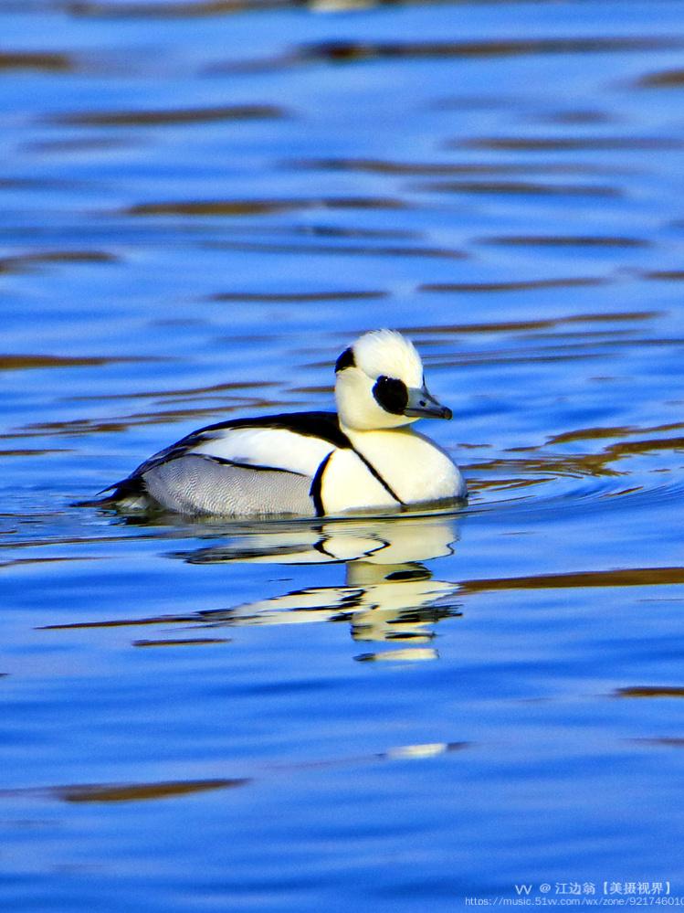 湛蓝冰湖水逍遥熊猫鸭