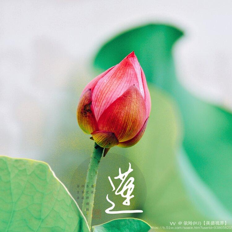 依玲(HJ)【美摄视界】