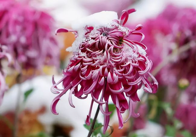 杯倾岁月辛掺乐,红炉温酒醉孤单.冷月疏光投索寞,泛白金英瘦