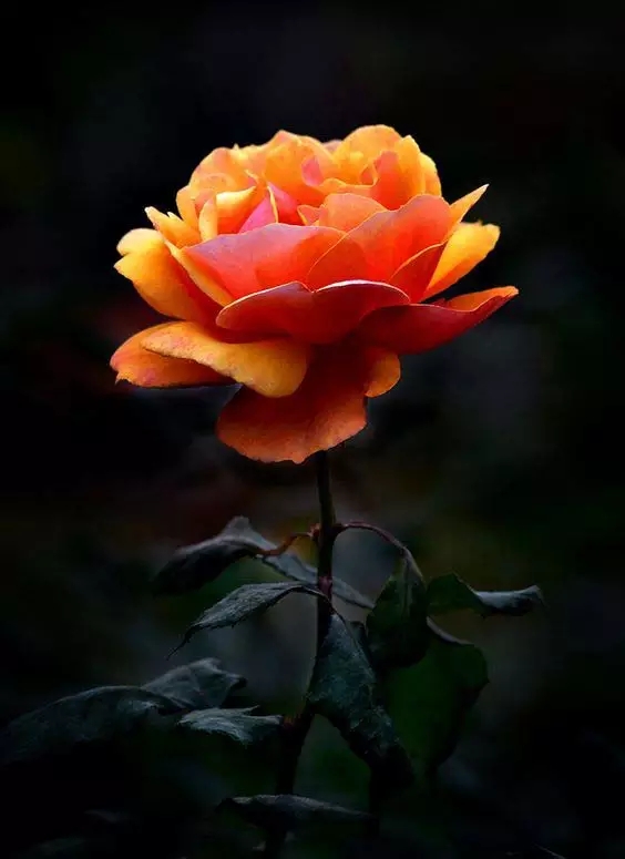 迎春花首发玫瑰花花