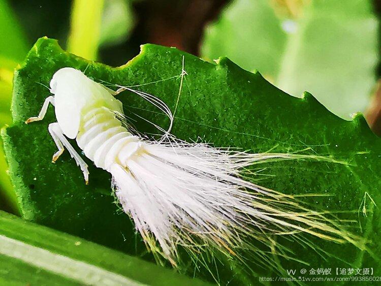 白裙舞者广翅蜡蝉