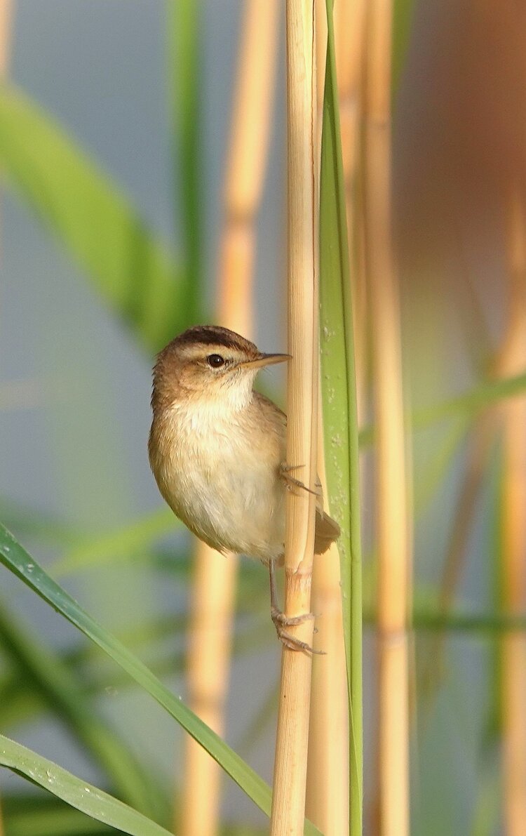 黑眉苇莺