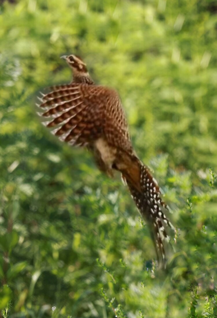 畅游