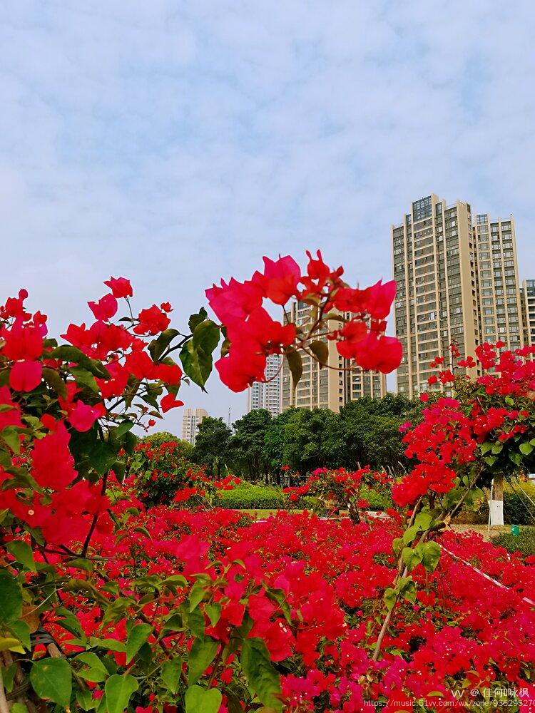 三角梅是南充市,珠海市,深圳市,厦门市,惠州市,三明市,三亚市,江门市