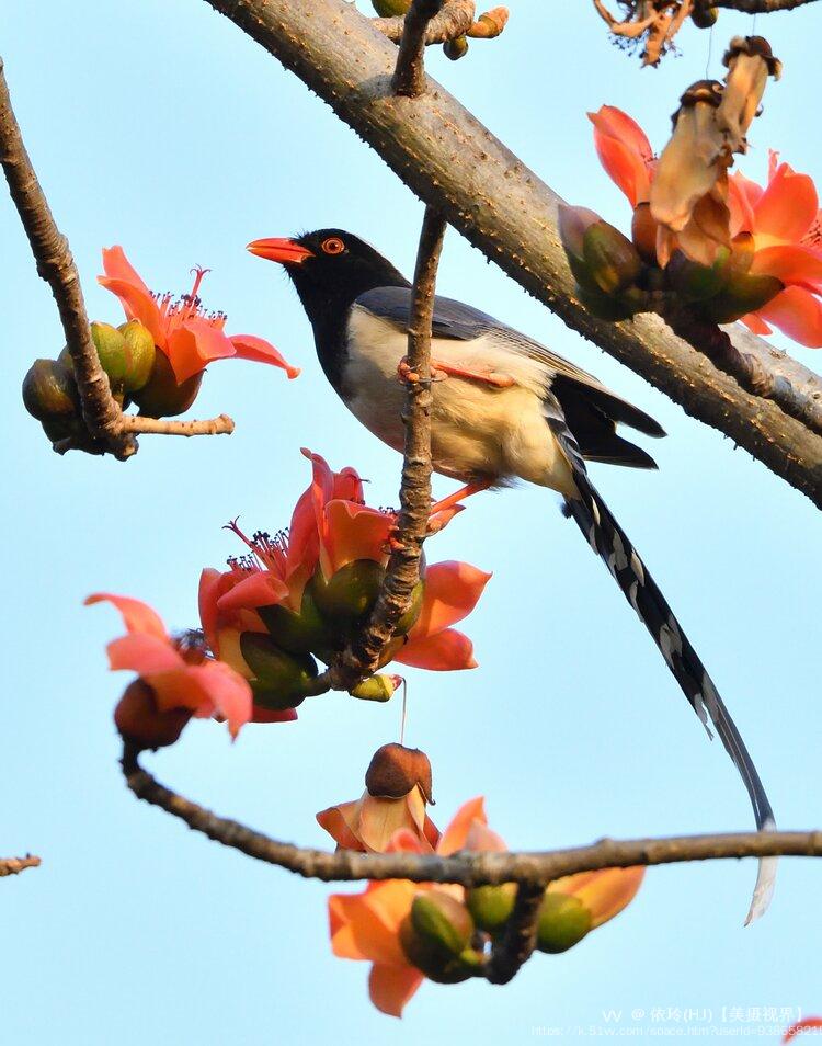 依玲(HJ)【美摄视界】