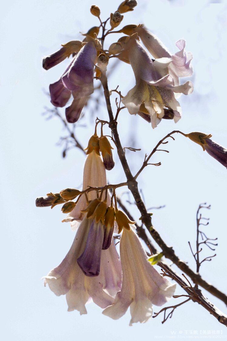 花语为永恒的守侯,期待你的爱.