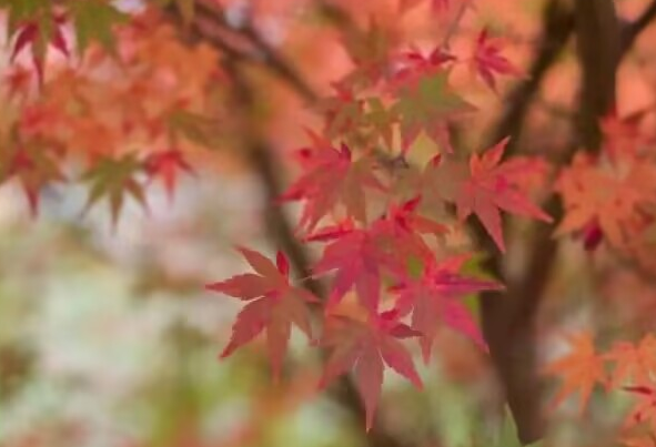 雪儿🎤V娱热点