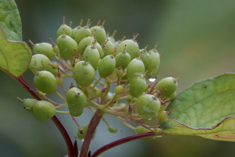 红瑞木果实能吃,它属于一种中药,药用价值比较高.
