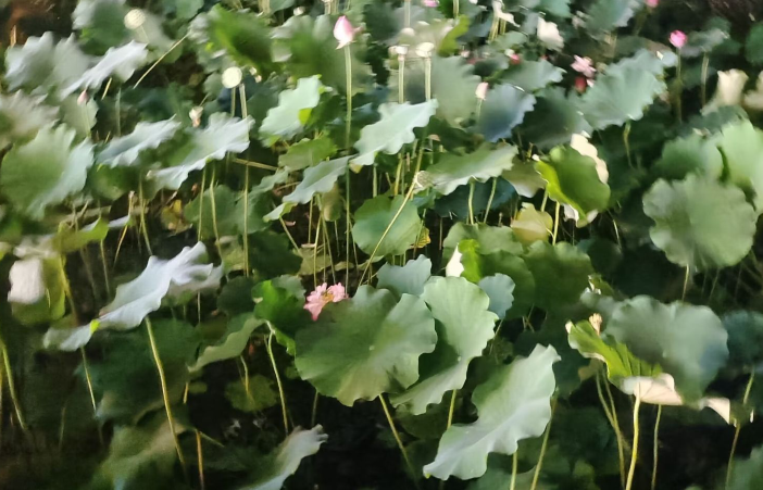 雪儿🎤V娱热点