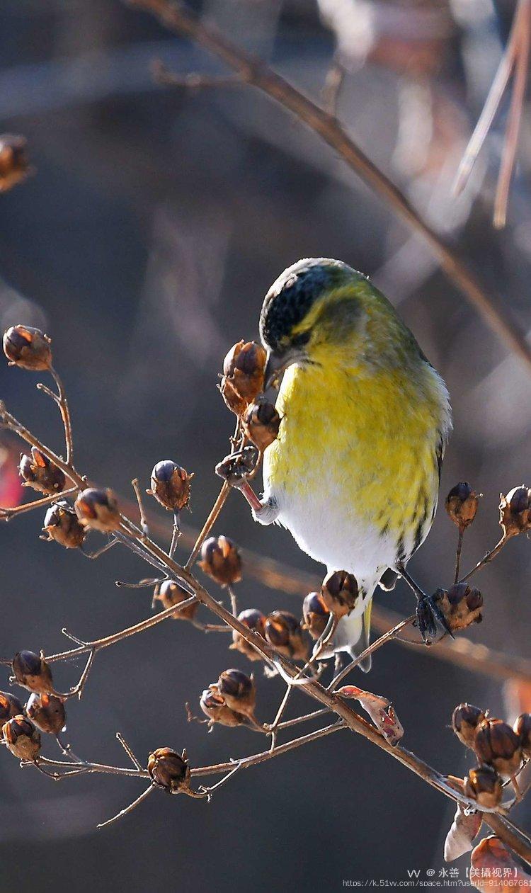 永善【美攝视界】 