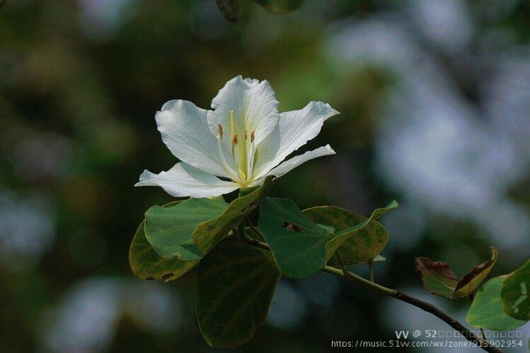 素雅白花洋紫荆