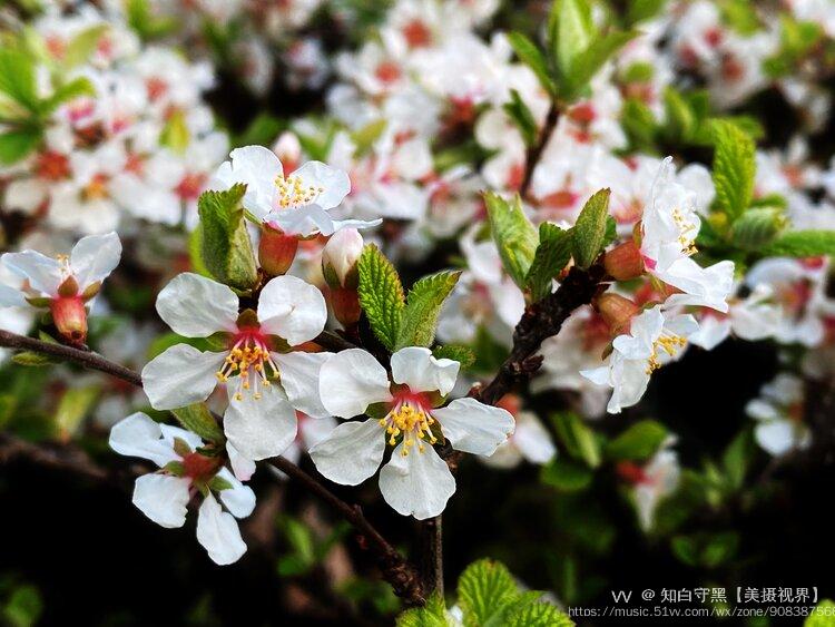 首發毛櫻桃花