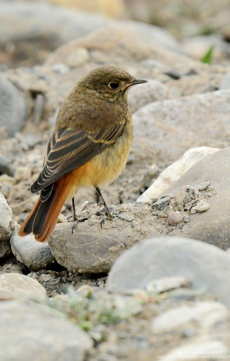 赭红尾鸲首发