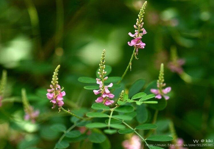 首发花城广州铁扫帚花