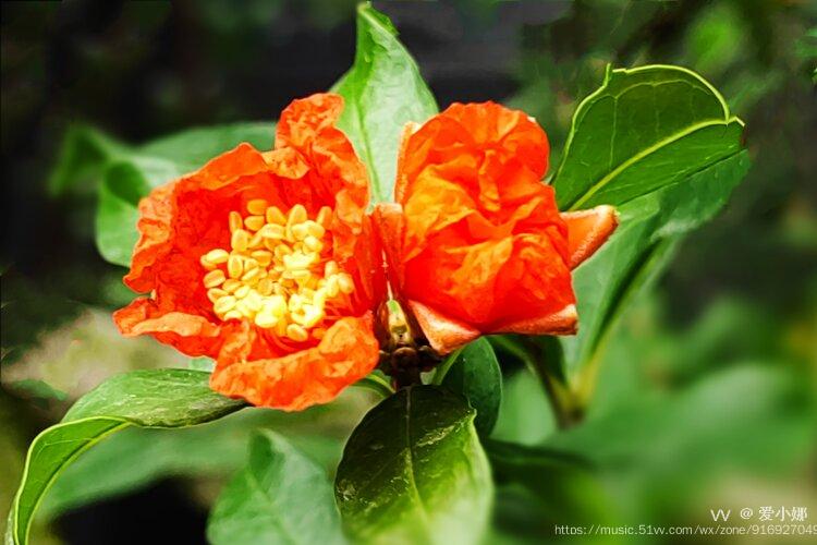 夏日香气石榴花