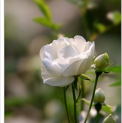 白蔷薇超清图片