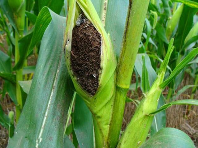 吴涵伟朗诵悠悠乌米情作者李振和