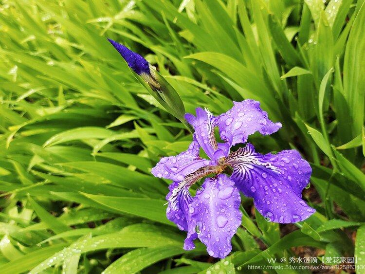 鳶尾花是鳶尾屬單子葉植物綱,百合目,鳶尾科多年生草本植物,有塊莖或