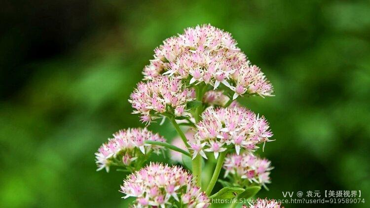 袁元【美摄视界】