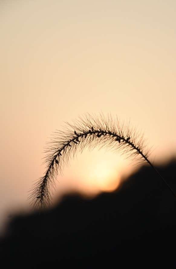 夕阳下的狗尾巴草