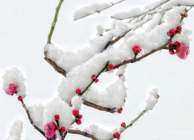 雪压枝头梅更艳