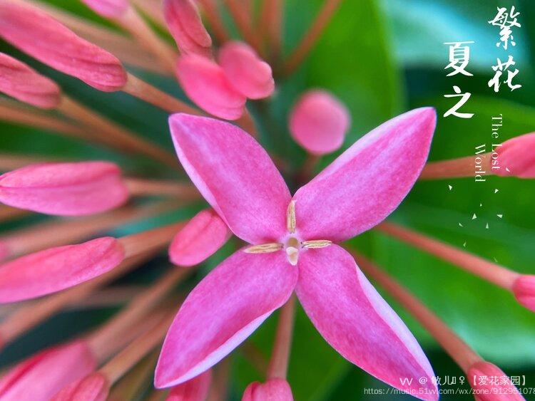 首发粉色龙船花