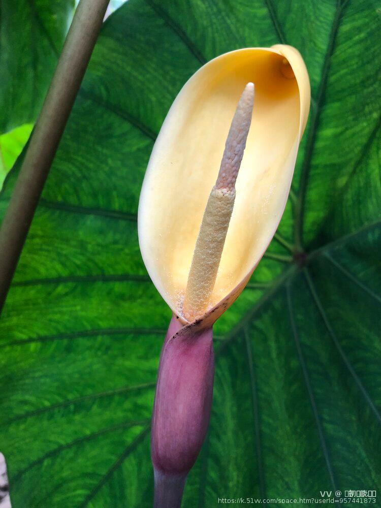 এ᭄初ོོྂཾ࿆晓ོྂཾ࿆࿐