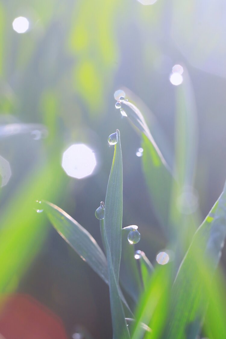 清晨雨露图片 早晨图片