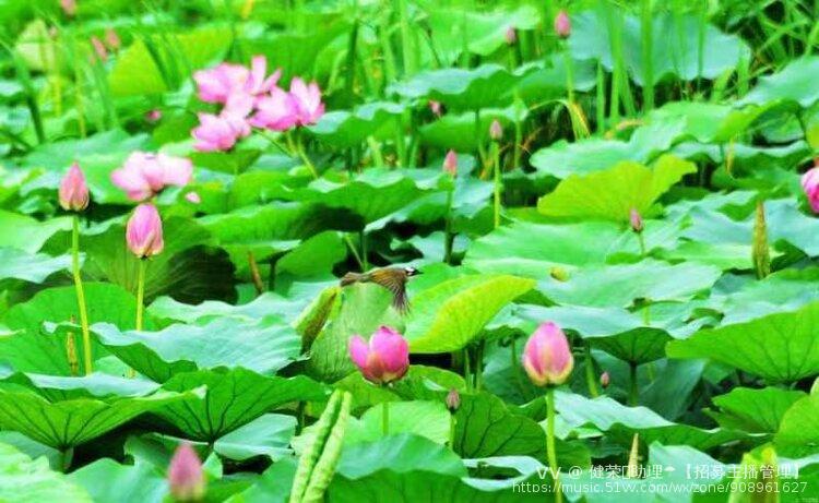 荷都金湖已是莲叶田田,花香四溢.