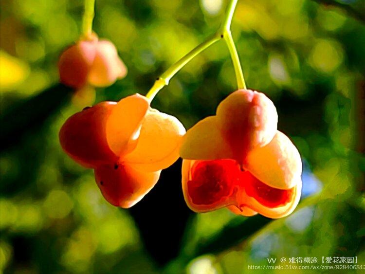 垂丝卫矛vv首发