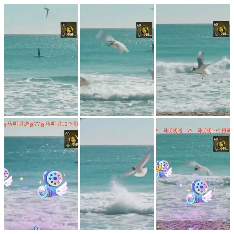 海燕🎤V娱热点