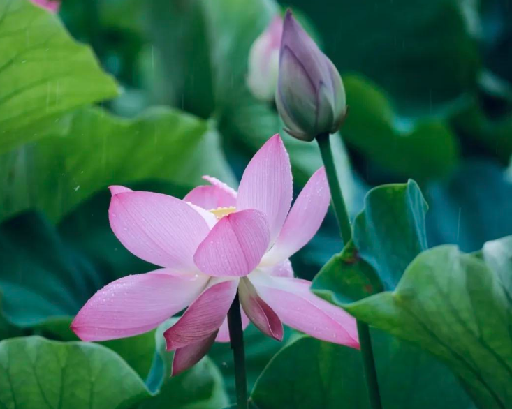 小浅🎤V娱热点