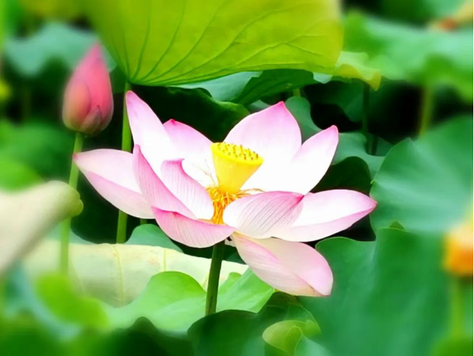 小浅🎤V娱热点