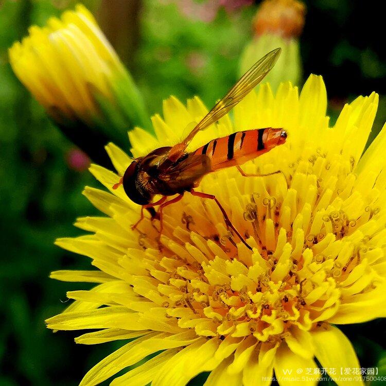 小蜜蜂爱上苦苣菜花原创