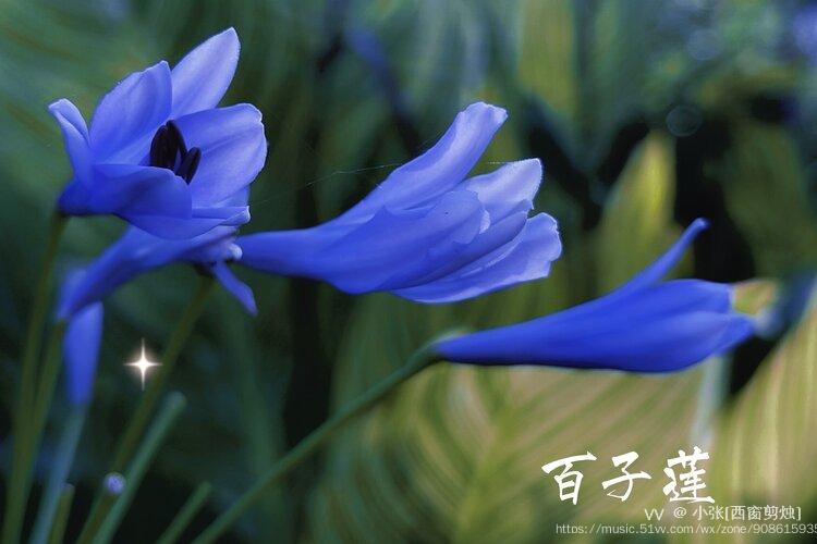 蓝色百子莲花语图片