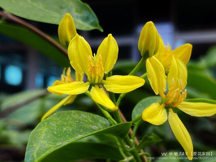 首发七星果藤二