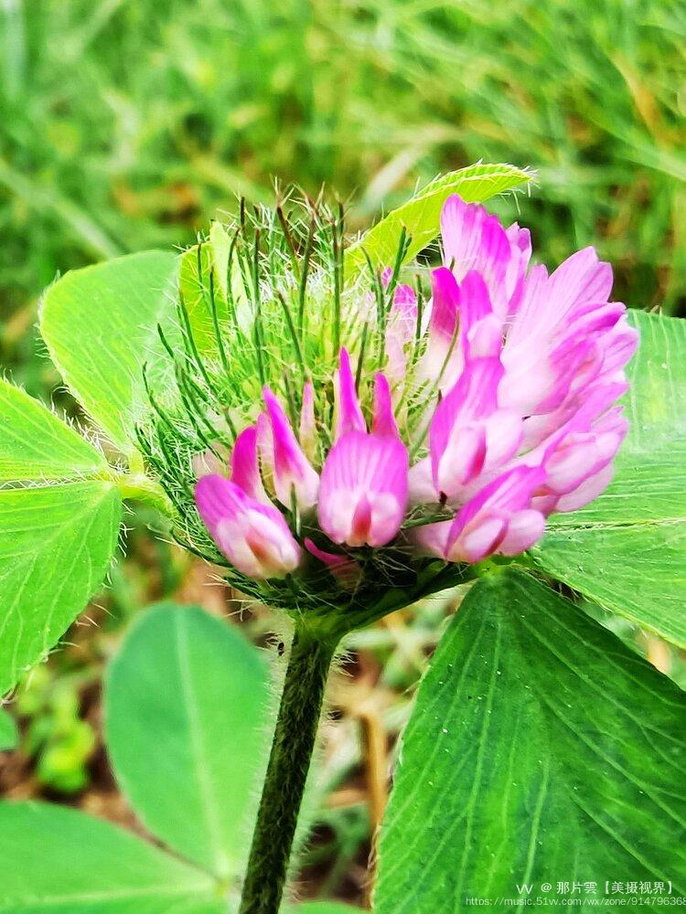 红花苜蓿1〔首发